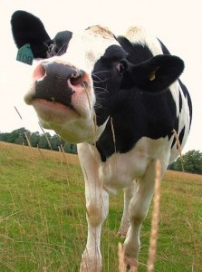 leche de vaca
